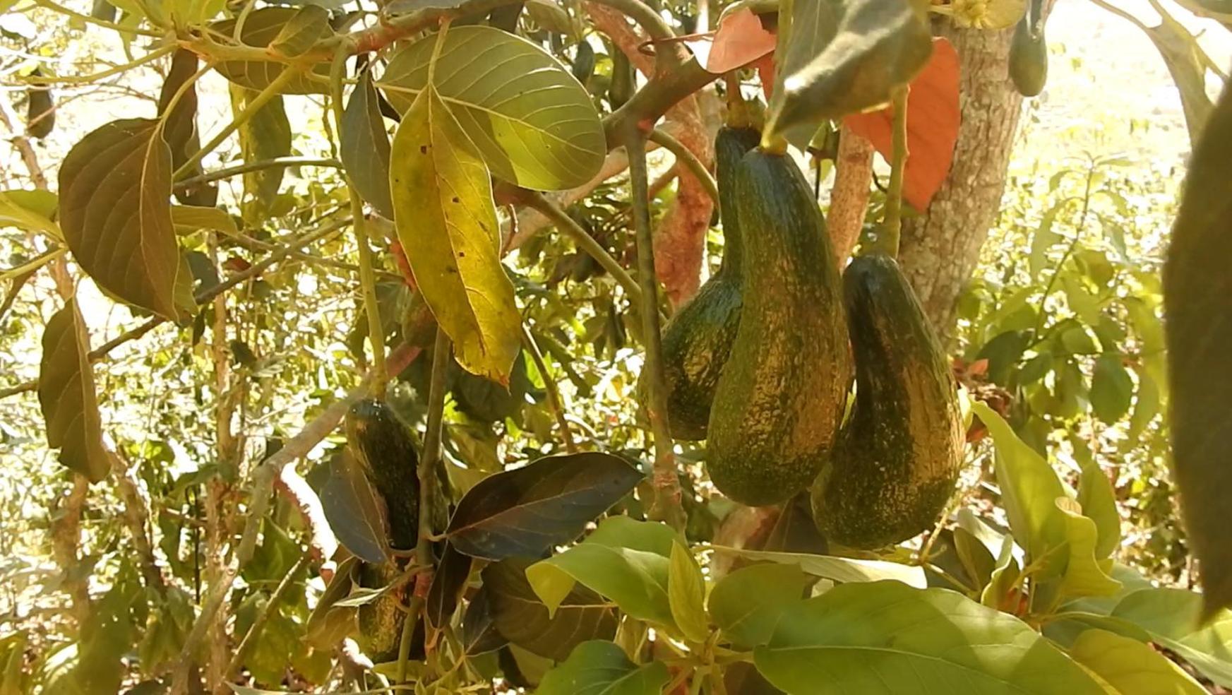 לינה וארוחת בוקר דה לאט Farm Co Chu Tuan Ha מראה חיצוני תמונה