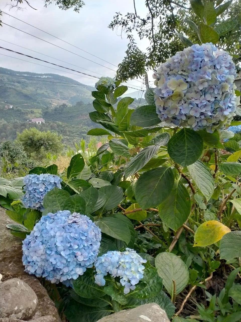 לינה וארוחת בוקר דה לאט Farm Co Chu Tuan Ha מראה חיצוני תמונה